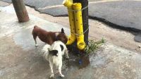 En la colonia Barrancos de Culiacán ayudan a perritos de la calle a obtener agua y comida