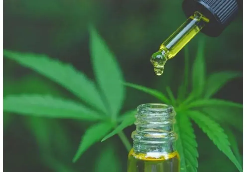 La Corte Suprema avaló el autocultivo de cannabis con fines medicinales