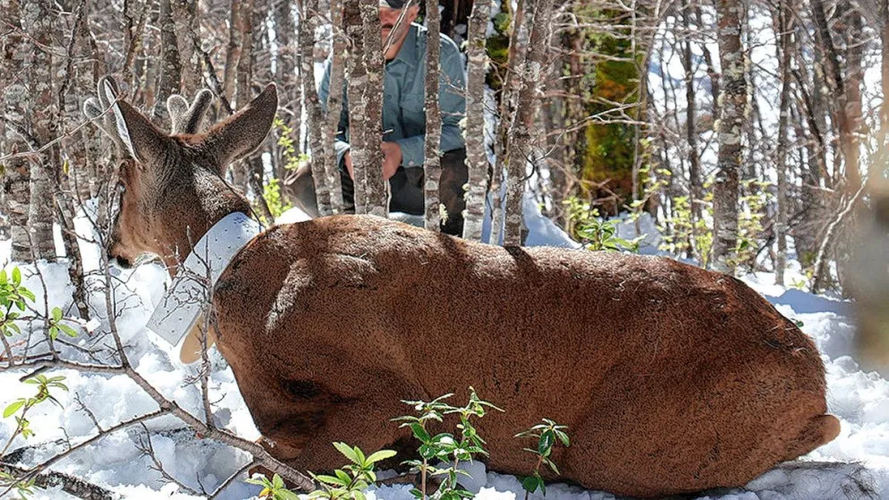 Comprueban que la sobrecacería convirtió al huemul en una especie en peligro de extinción