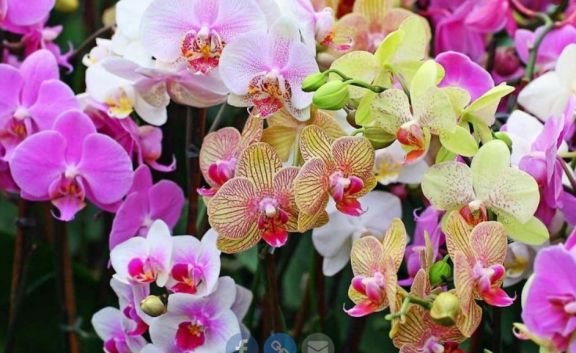 Charlas sobre orquídeas, una de las propuestas de Viví el Parque en Invierno
