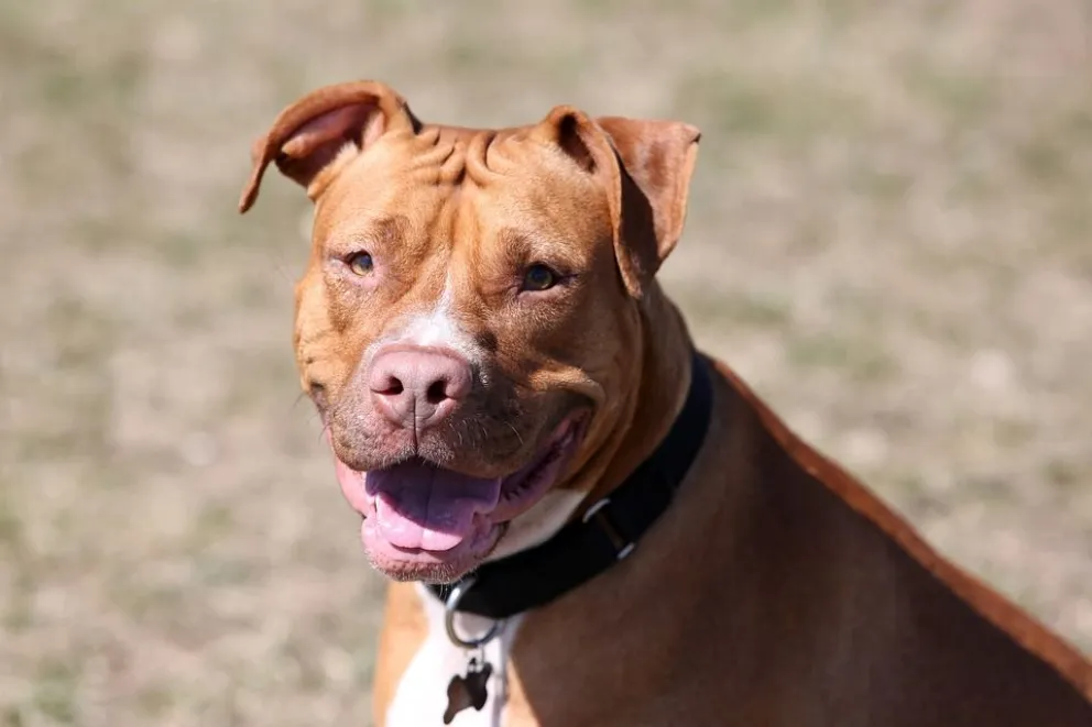 Plottier: un hombre mató a un pitbull que había mordido a otros perros callejeros