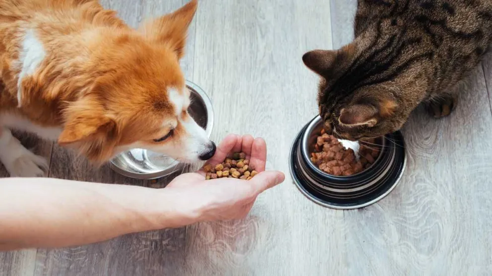 Afirman que en dos meses faltarán alimentos para perros y gatos por las trabas al dólar