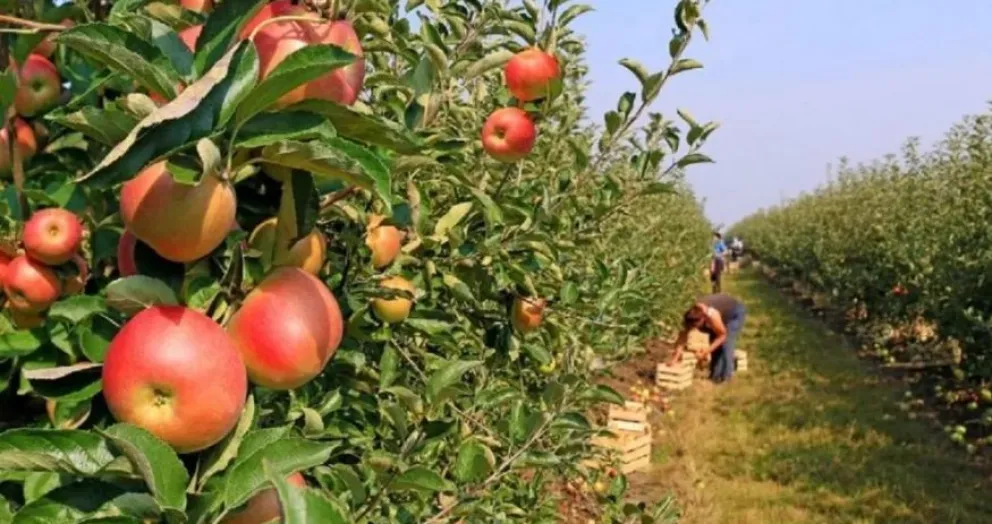 Se extendió el plazo de inscripción para los créditos de recambio de maquinaria frutícola