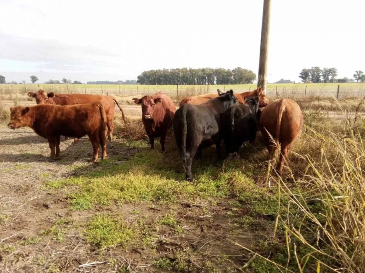 Vacas