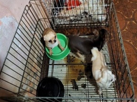 Rescataron 123 perros chihuahuas de un criadero ilegal de la Ciudad de Buenos Aires