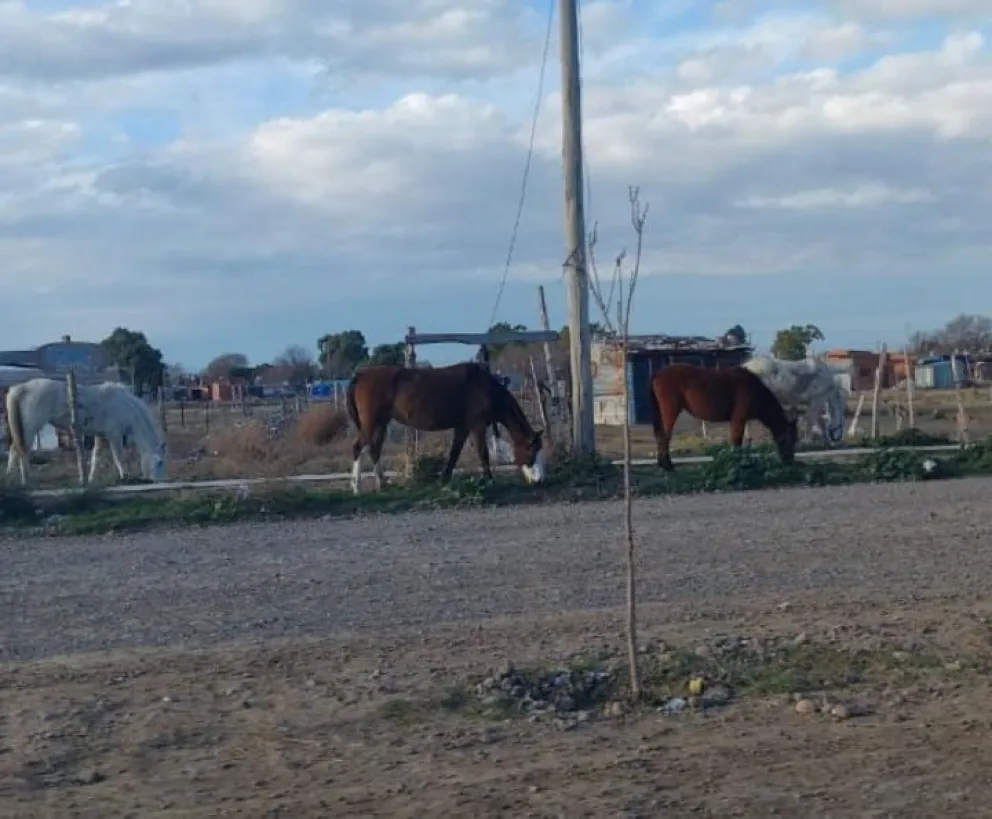 Una nueva aparición de caballos sueltos en el barrio Lavalle disparó una cadena de bromas