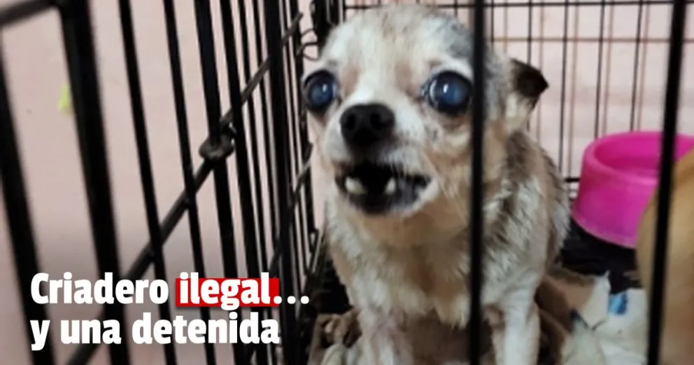 Criadero ilegal...y  una detenida