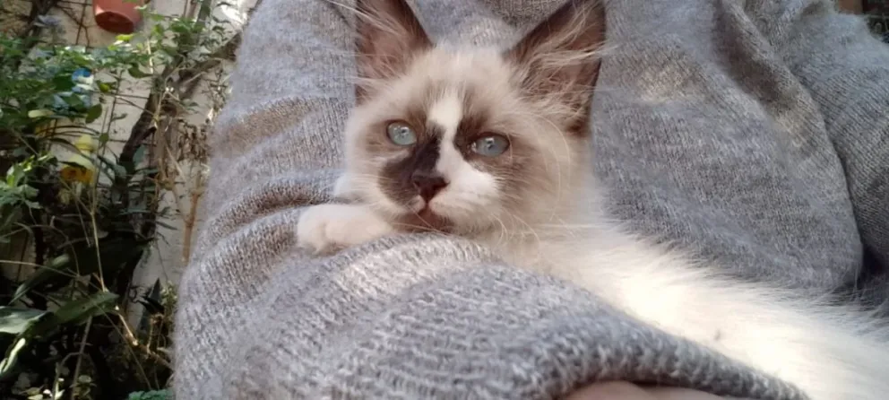 Inhumano: tiró el gato a la basura porque no era de “pura raza”