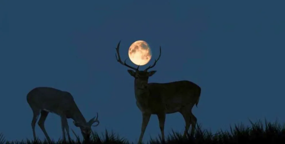 Superluna de Ciervo: dónde y cuándo se podrá ver uno de los fenómenos astronómicos más importante del 2022
