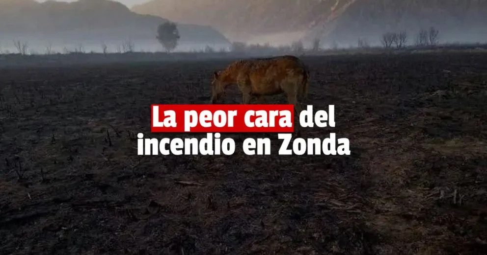 Proteccionistas piden ayuda para los animales afectados por el fuego