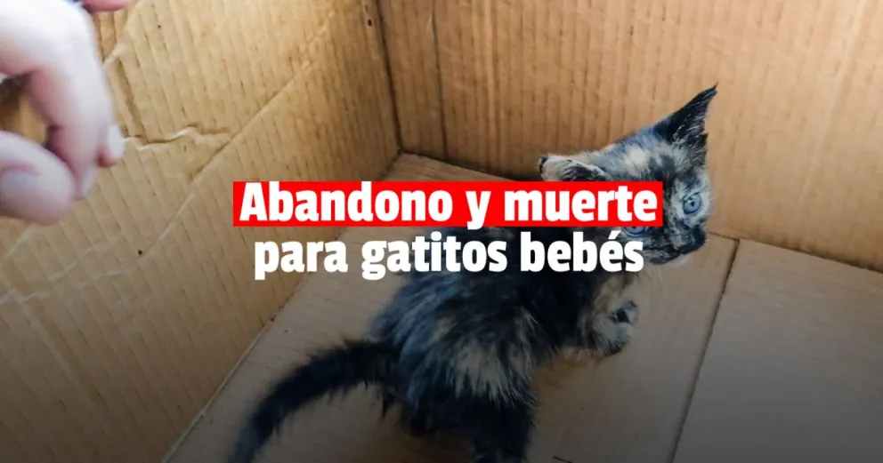 Gatitos bebés fallecieron después de ser abandonados en la vía pública 
