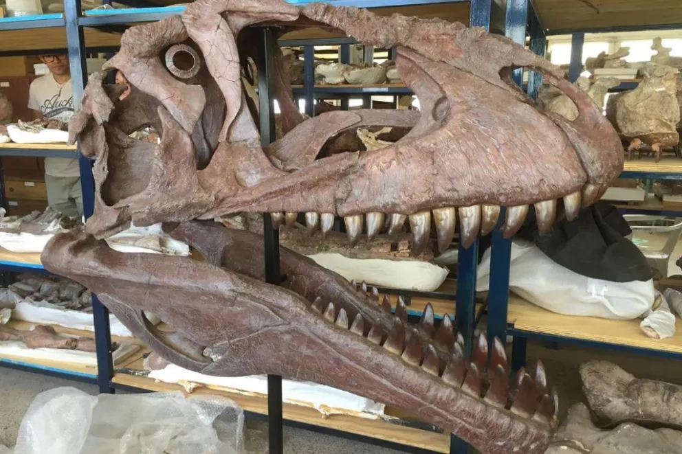 Presentan a uno de los dinosaurios carnívoros de mayor tamaño y mejor conservados del mundo