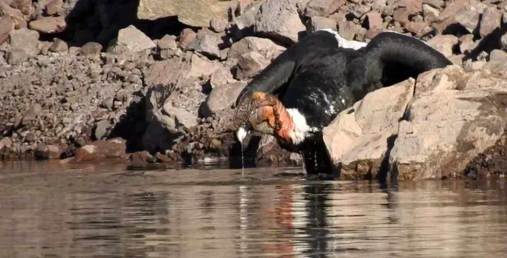 Espectáculo único: un turista captó a un cóndor bañándose en un dique de Valle Grande 