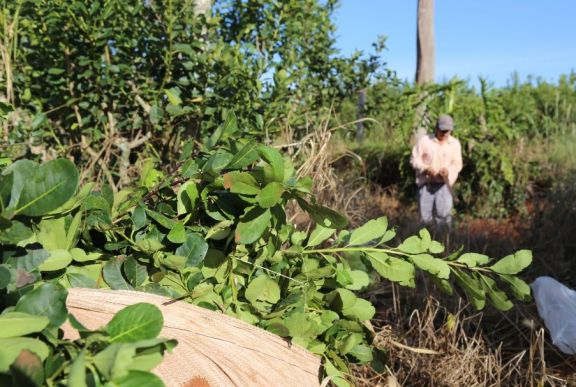 Yerba mate: Renatre e Inta capacitaron a trabajadores rurales
